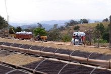 Load image into Gallery viewer, Brazil - Bobolink