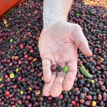 Load image into Gallery viewer, Brazil - Carmo estate