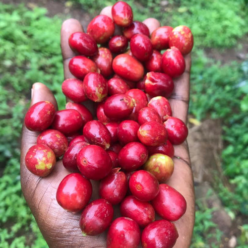 Rwanda - Ruronzi farm