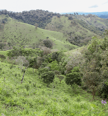 Colombia - Chevere (Sugar Cane Decaf)