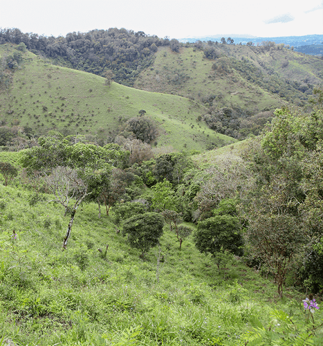 Colombia - Chevere (Sugar Cane Decaf)