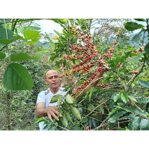 Colombia - La Serrania (Sugar Cane Decaf)